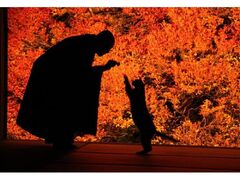 但馬安國禪寺 ドウダンツツジの紅葉 一般公開の写真1