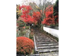 常勝寺の紅葉の写真1