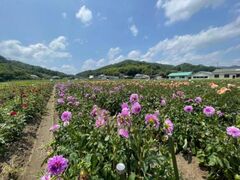 宝塚ダリア園秋季開園の写真1