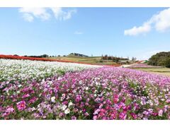 兵庫県立公園あわじ花さじきのコスモスの写真1