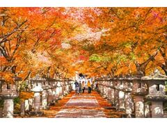 秋を恋う 丹波もみじめぐりの写真1