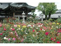 おふさ観音 秋のバラまつりの写真1