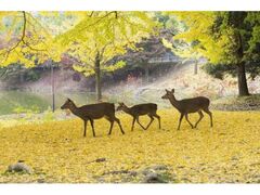 奈良公園の紅葉の写真1
