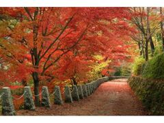 吉野山の紅葉の写真1
