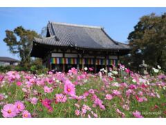 般若寺 コスモスの開花の写真1