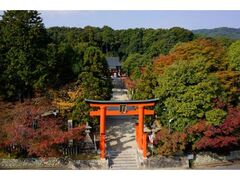 龍田大社の紅葉の写真1