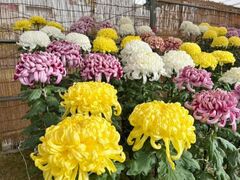 平城宮跡菊花大会の写真1