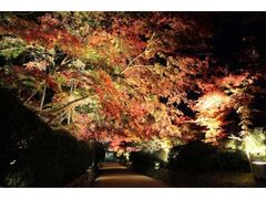 高野山の紅葉の写真1