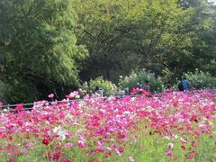 和歌山県植物公園緑花センターのコスモスの写真1