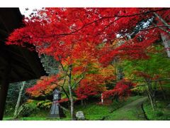 鹿野城跡公園の紅葉の写真1