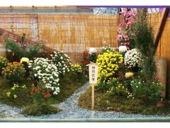 松江菊花展の写真1