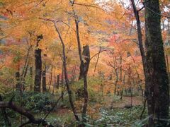 匹見峡の紅葉の写真1
