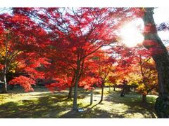 岡山後楽園の紅葉の写真1