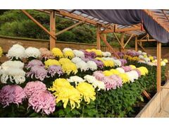 岡山県後楽園菊花大会の写真1
