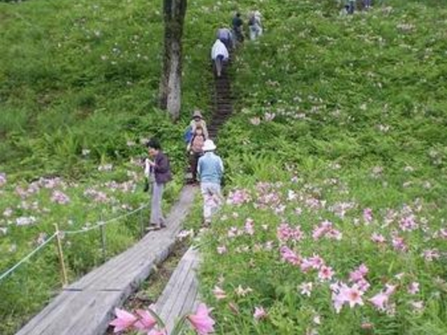 Aizu盆地さんの高清水自然公園ひめさゆり群生地の投稿写真1
