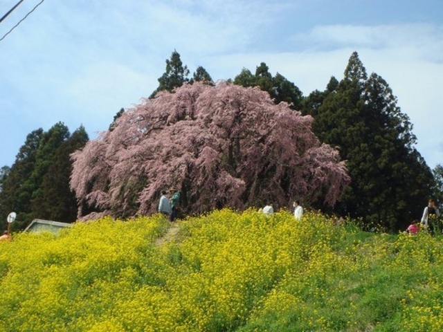 合戦場のしだれ桜