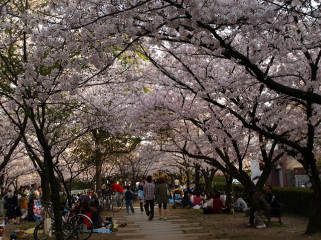 夙川河川敷緑地(夙川公園)