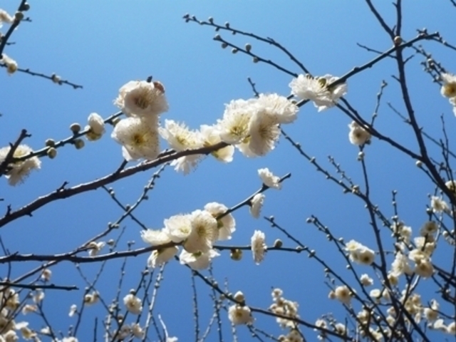 梅林公園の梅
