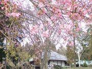 yukoさんの北山本門寺の投稿写真1