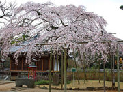 カイエンさんの東漸寺の投稿写真1