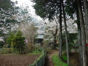 toshiさんの光厳寺のヤマザクラの投稿写真1