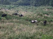 minamigaokaさんの大野山の投稿写真1