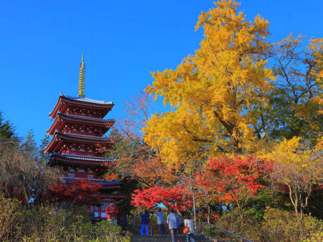 本土寺(あじさい寺)