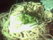 ペパーミントグリーンさんのそば処 中之屋の投稿写真1