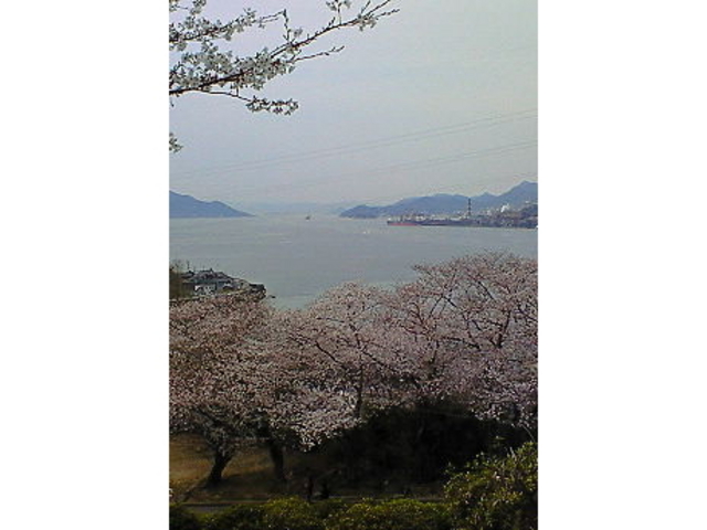 音戸の瀬戸公園の桜とツツジ
