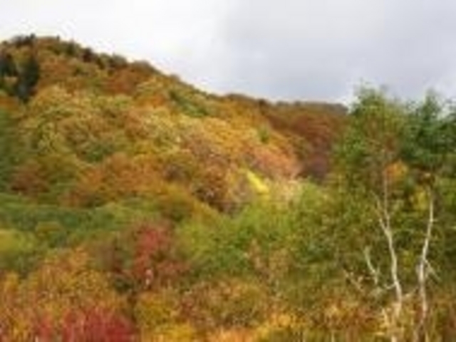 八甲田連峰の紅葉