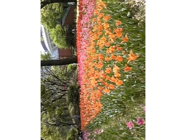 横浜公園
