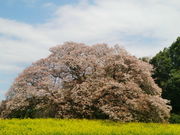 ぼっちさんの吉高の大桜の投稿写真1
