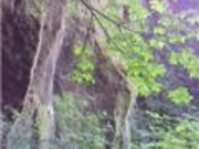 じゅじゅさんの苔の洞門の投稿写真1