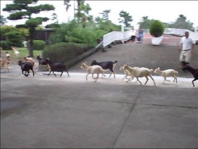 宮崎市フェニックス自然動物園