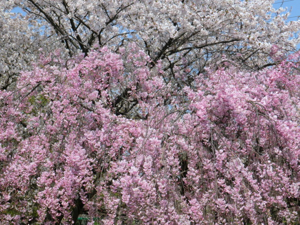 大仙公園