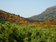 サチタスさんの硫黄山麓のエゾイソツツジ群落の投稿写真1