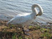 のん*さんのウトナイ湖の投稿写真1