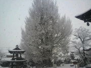 ラリマーさんの飛騨国分寺の大イチョウの投稿写真1