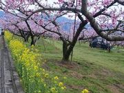 ヤスさんの笛吹市のモモの花の投稿写真1