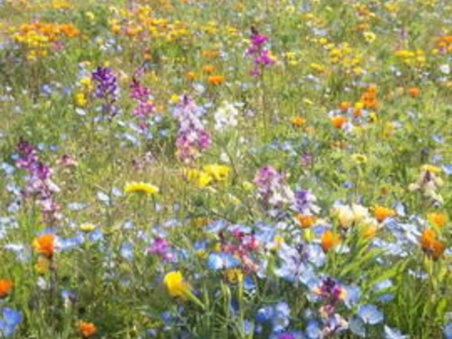 田んぼをつかった花畑