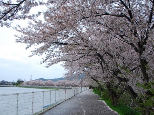 りりぃさんの鎌田池の桜並木の投稿写真1