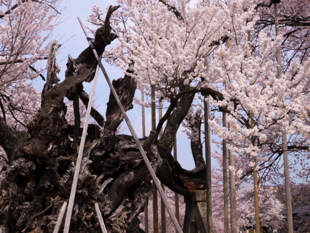 山高神代桜