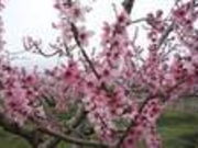 たちこさんの笛吹市のモモの投稿写真1