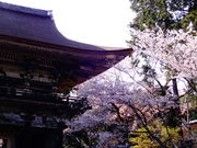 しどーさんの三井寺(園城寺)の投稿写真1