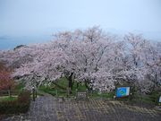 りりぃさんの紫雲出山の投稿写真1