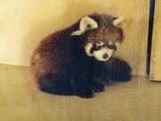 アサヒナさんの秋田市大森山動物園〜あきぎんオモリンの森〜の投稿写真1