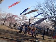 なかささんの夜の森公園の桜の投稿写真1