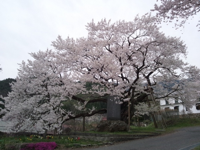ゆみぶさんの延命地蔵のエドヒガンの投稿写真1