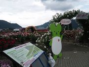 ゆみぶさんのさかき千曲川バラ公園の投稿写真1