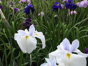 はるさんの北潟湖畔花菖蒲園の投稿写真1